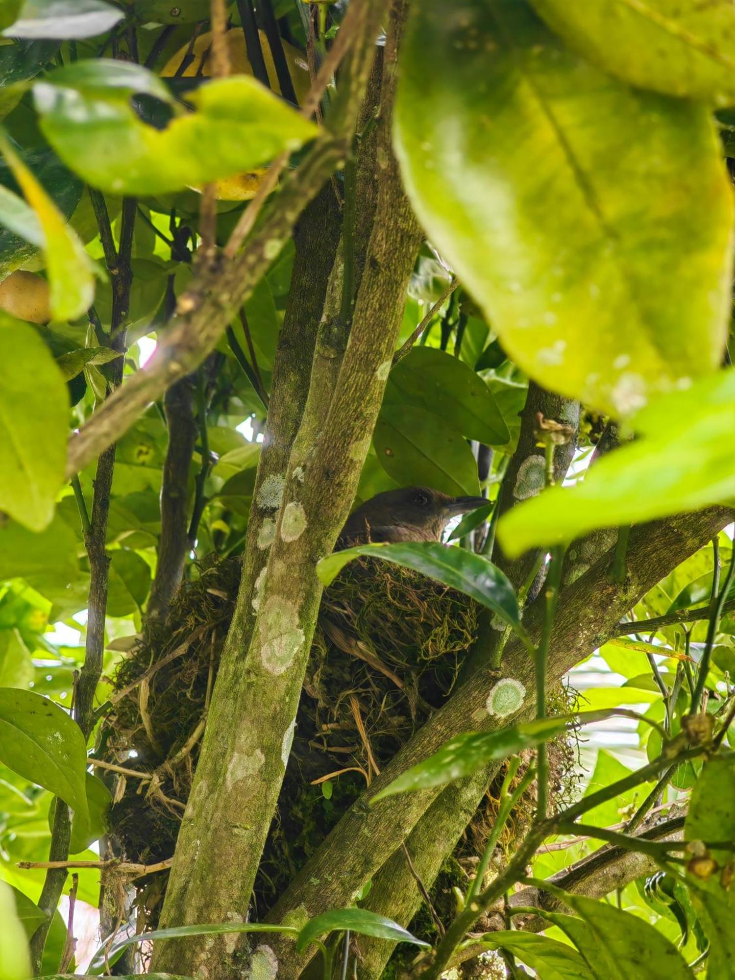 Paraiso Cocora Salento Bagian luar foto